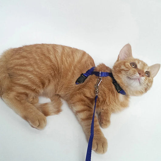 Harnais Pour Chat Parfait pour l'Aventure