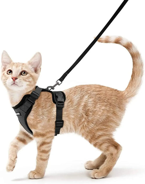 Harnais et Laisse de Marche pour Chat avec Gilet Réglable