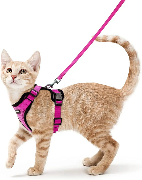 Harnais et Laisse de Marche pour Chat avec Gilet Réglable